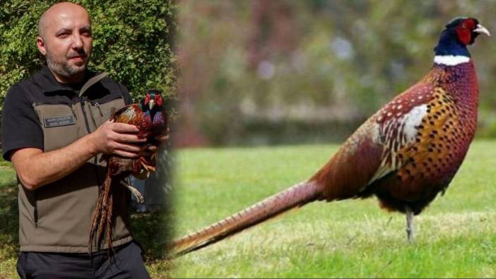 Kahverengi kokarcaya sülün kalkanı! Ordu’da fındık için yeni hamle