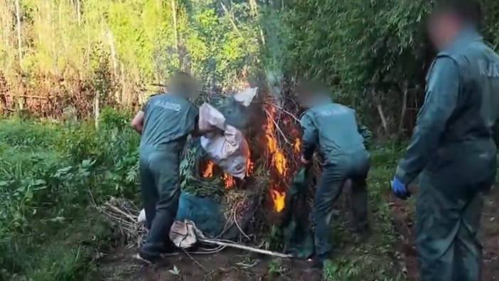 Diyarbakır’da 5,3 ton esrar üretilebilecek 30 bin kök kenevir ele geçirildi