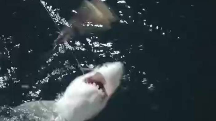 Yakaladığı köpek balığı yavrusunu arkadaşına nispet yaparak denize bıraktı