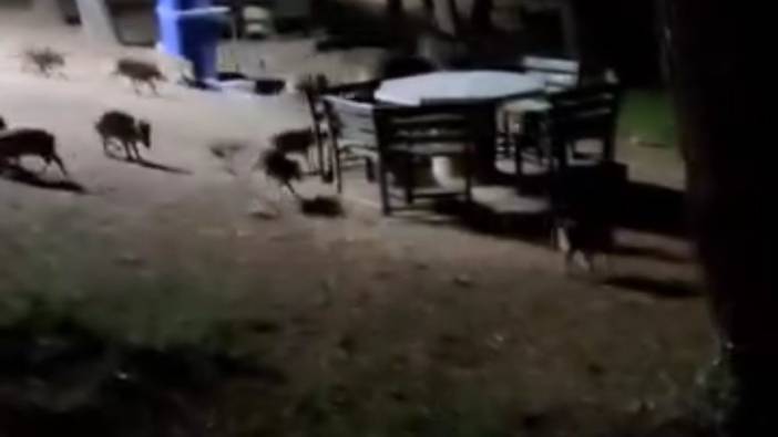 Piknikte karşılaştıkları domuz sürüsü panikletti