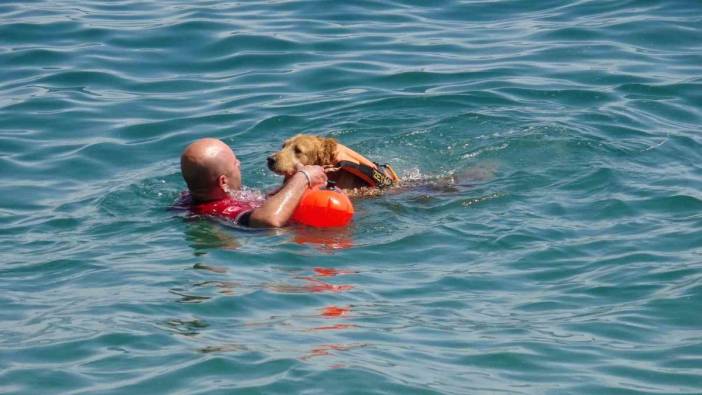 Türkiye’nin ilk sivil sualtı kurtarma köpeği Zeyna, görev bekliyor