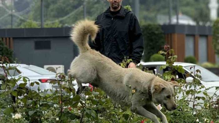 Bankada 'hırsız köpek' alarmı!