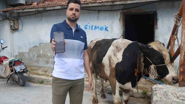 Sosyal medyada gördüğü kurbanlık danaları almak isterken dolandırıldı