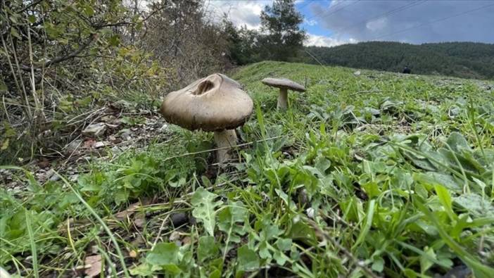 Çorum’da mantardan zehirlenen çocuklarla ilgili önemli gelişme