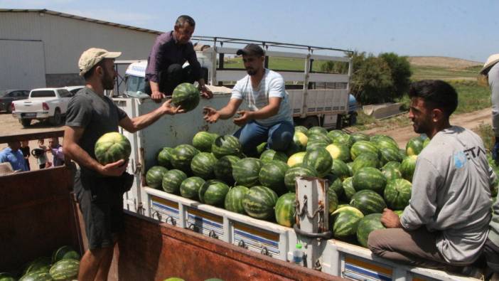 Adana’da karpuz hasadı başladı: İşte tarladaki fiyatı