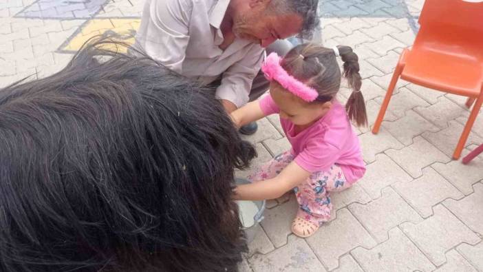 Şırnak’ta öğrencilere keçi sağımı öğretildi