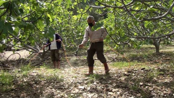 Antalya’da incir bahçelerinde yeni sezon hazırlıkları yapılıyor