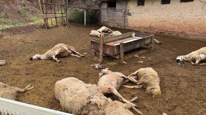 Ağıla giren kurtlar 18 koyunu telef etti