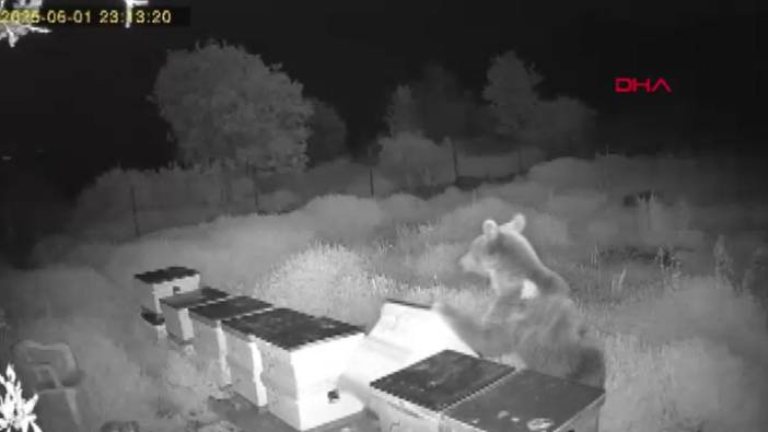 Araziye yerleştirilen kovanları ayı parçaladı