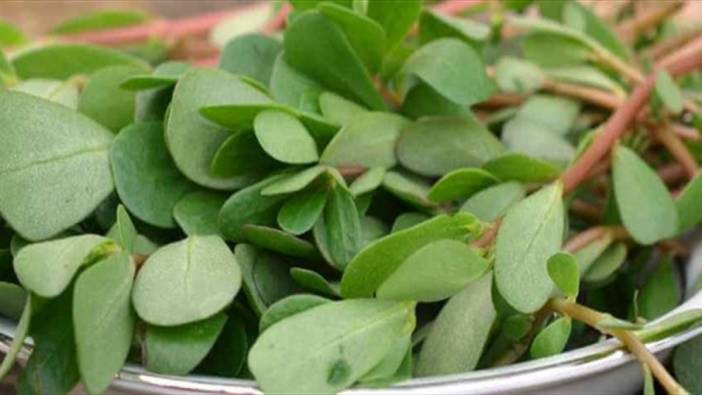 Şifa deposu semiz otunun kullanımıyla ilgili önemli detaylar