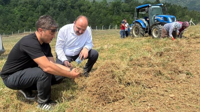 Karabük'te safran soğanı hasadı başladı