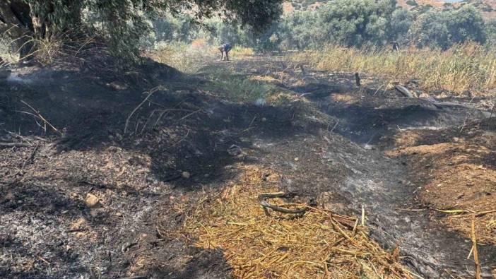 Zirai alanda yangın paniği! Zeytin ağaçları zarar gördü