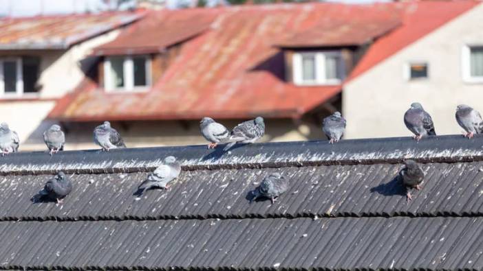Kuş pisliği çatıya zarar verir mi? Önlemek için neler yapılmalı? İşin uzmanları anlatıyor
