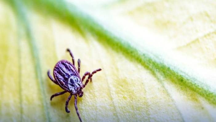Yozgat'ta kenenin ısırdığı çiftçi öldü