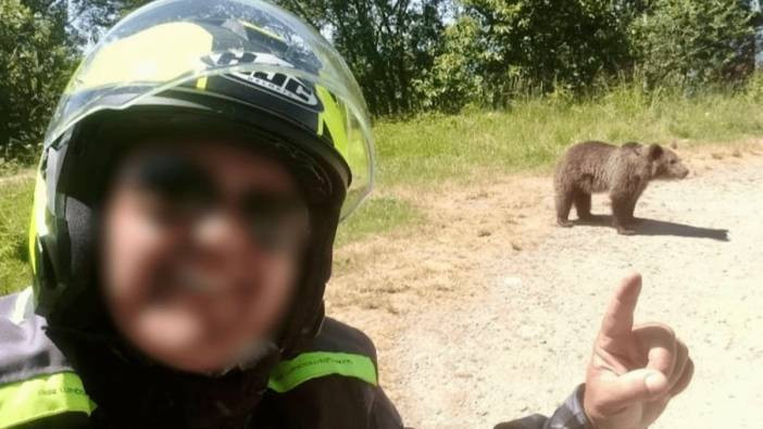 Ayı merakı canına mal oldu