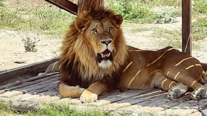 Antalya'da 'kaçan aslan' alarmı! Bir kişiyi ağır yaraladı