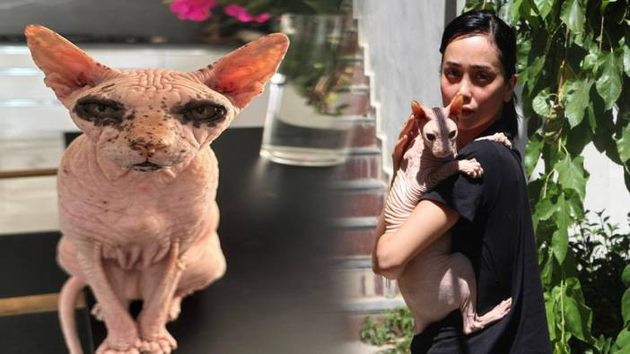 Kaybolan kedisi ‘Odin’i bulana 2 bin dolar ödül verdi