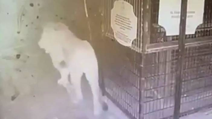 Antalya’da dehşet saçan aslanın kaçış anı kamerada