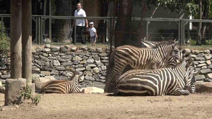 Zebra ailesinin minik üyeleri: 3 yeni yavru doğdu!