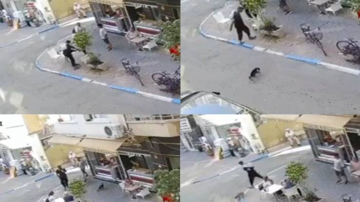 Kediye tekme attı! Akıbeti kötü bitti