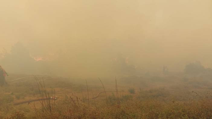 Kocaeli'de orman yangını