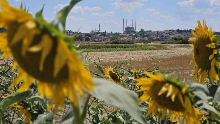 Kuraklık Trakya’yı vurdu, alarm verildi! "Çiçek açmadan kurudu"