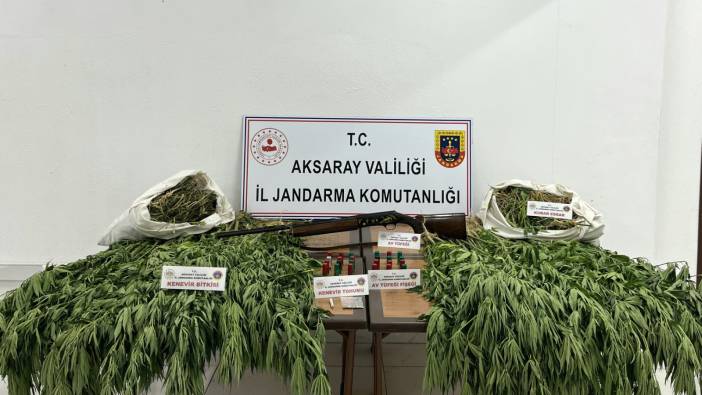 Sarıyahşi'de zehir bahçesi! 301 kök kenevirle yakalandı