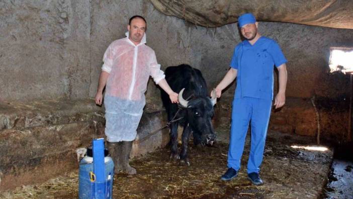Kütahya’da manda ıslahı projesi başladı