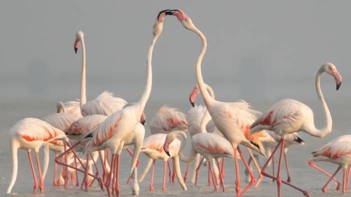 Akyatan’da Flamingo şöleni: Göç molası!