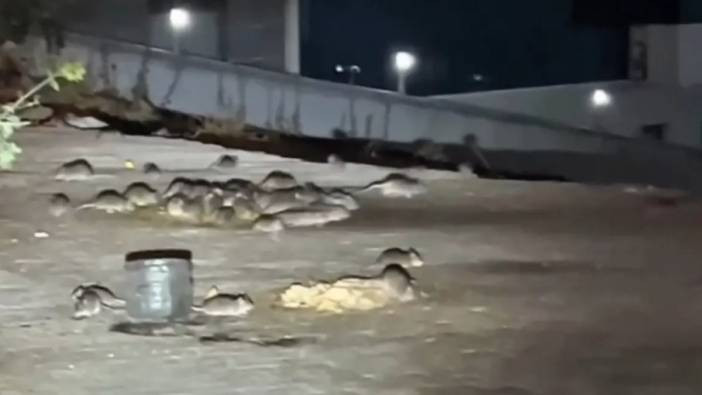 Esenyurt’u fareler bastı