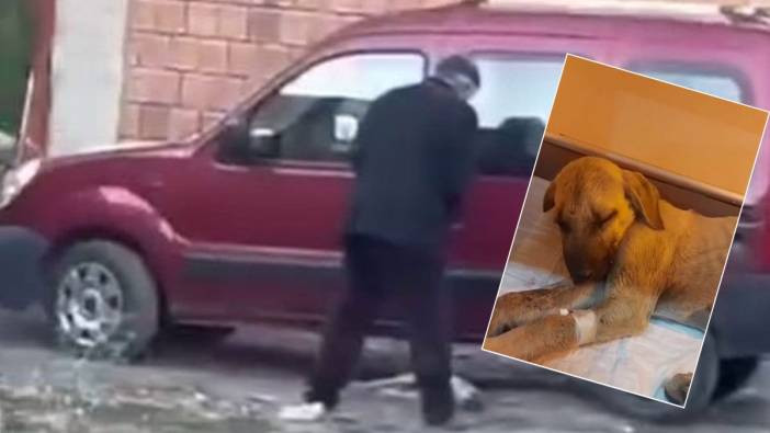 Yavru köpeğe sopalı şiddet yürekleri sızlatmıştı! Cani hakkında yasal işlem başlatıldı