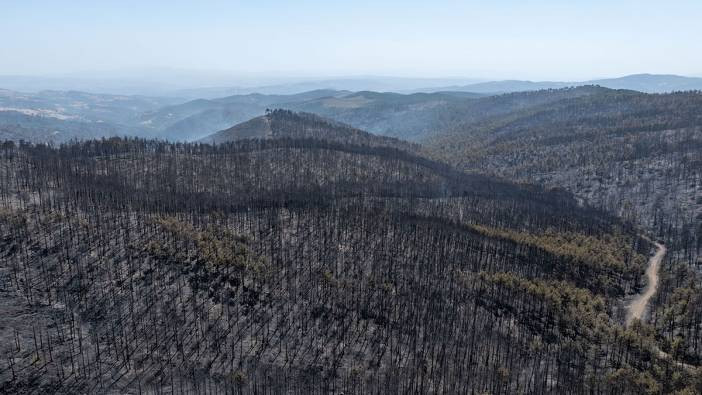 Bursa'daki 10 bin futbol sahası büyüklüğünde alan kül oldu