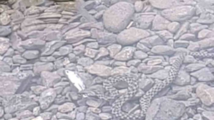 Osmaniye’de yılanın balık avı kamerada! İşte doğanın acımasız yüzü