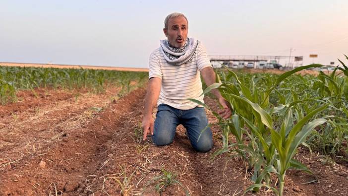 Şanlıurfa’da çiftçinin isyanı! Bir büyüdü, diğeri çöktü