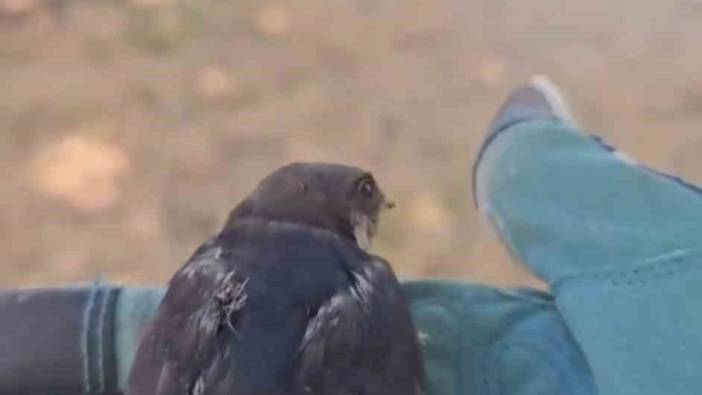 Çanakkale’de tedavisi tamamlanan yavru kırlangıçlar salındı