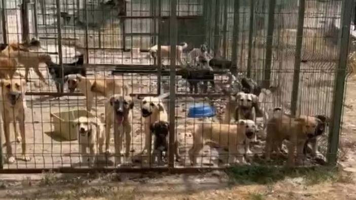 Köpekler açlıktan ve susuzluktan öldüler