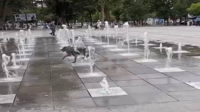 Sıcaklardan bunalan köpek süs fıskiyesinde serinledi