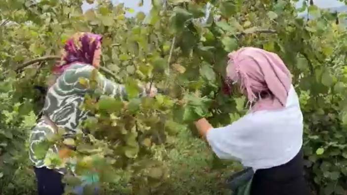 Ordu’da fındık hasadı başladı!