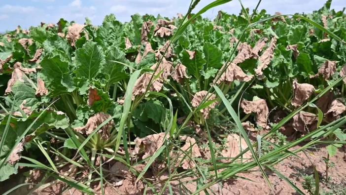 Çiftçi endişeli ve isyanda: Bu işi yapmak için gelecek göremiyorum!