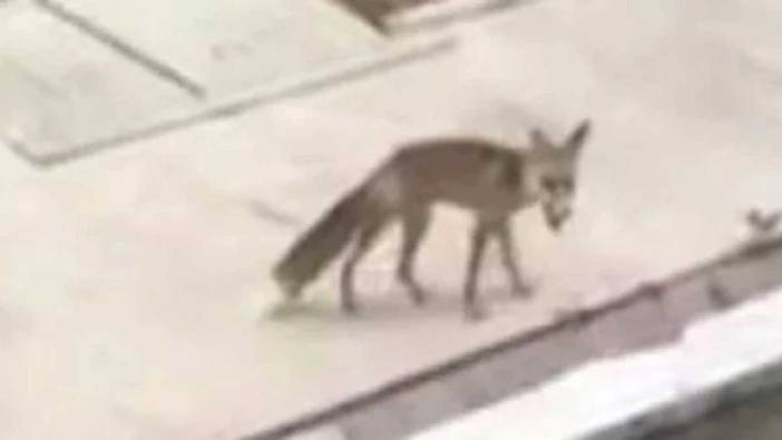 Ankara'da aç kalan tilki şehre indi