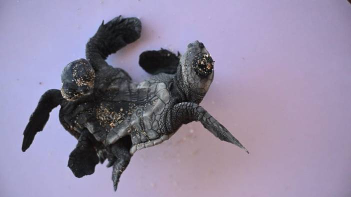 Caretta Caretta’da ender olay! Manavgat'ta Siyam ikizi yavru bulundu