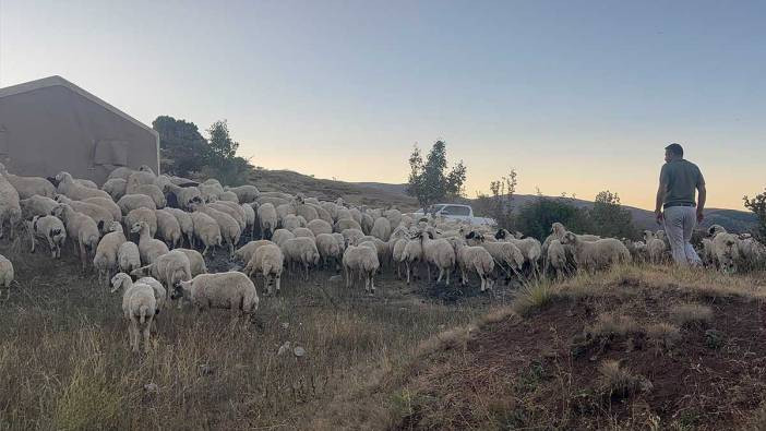 Koyun sürüsüne ayı ve kurtlar daldı