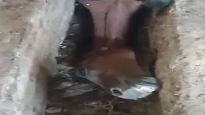 Elazığ’da ahırda su giderine düşen atı itfaiye kurtardı