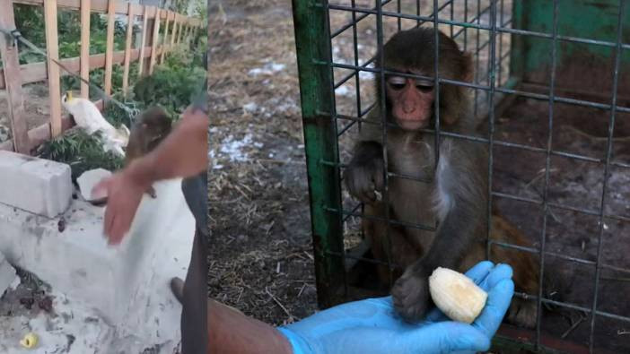 Maymuna tokat skandalında yeni gelişme! Görüntüler yürekleri sızlatmıştı