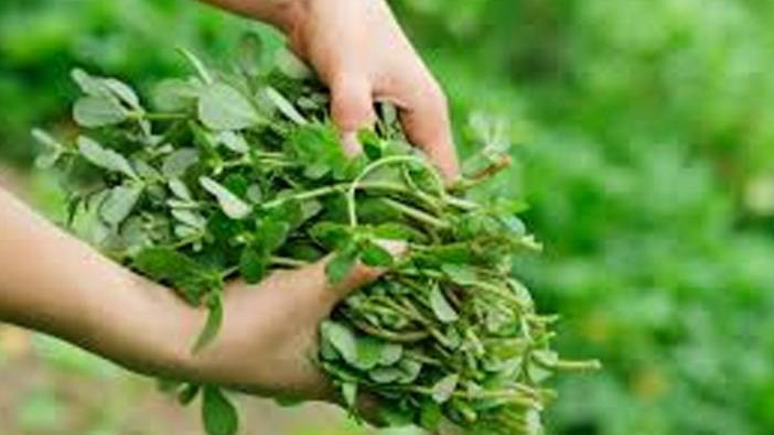 Omega-3'ün yeşil deposu! Tarladan sofraya: Semizotu sindirimi düzenliyor