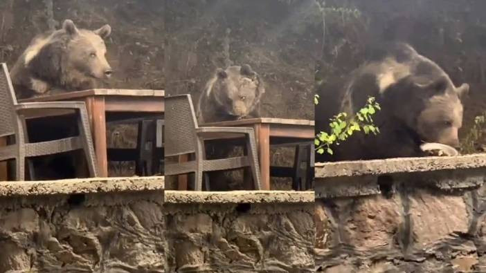 Ayı lokantaya oturup, bir de servis bekledi