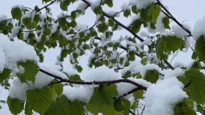 Fındıkta don zararına karşı devlet ödemesi başlıyor