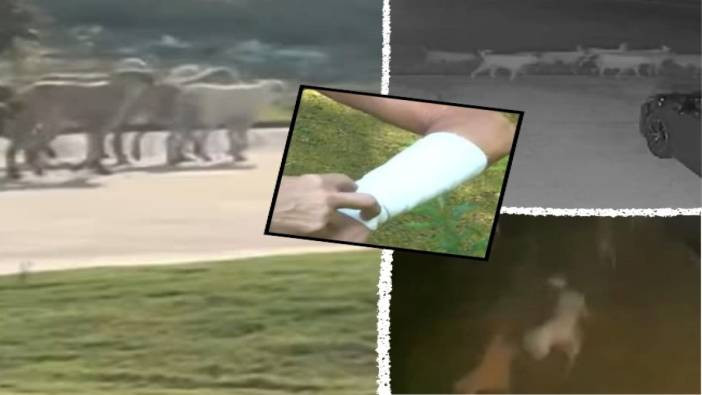 10 köpek bir oldu 71 yaşındaki kadına dehşeti yaşattı