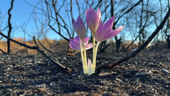 Bursa'daki orman yangını sonrası çiçek açtı