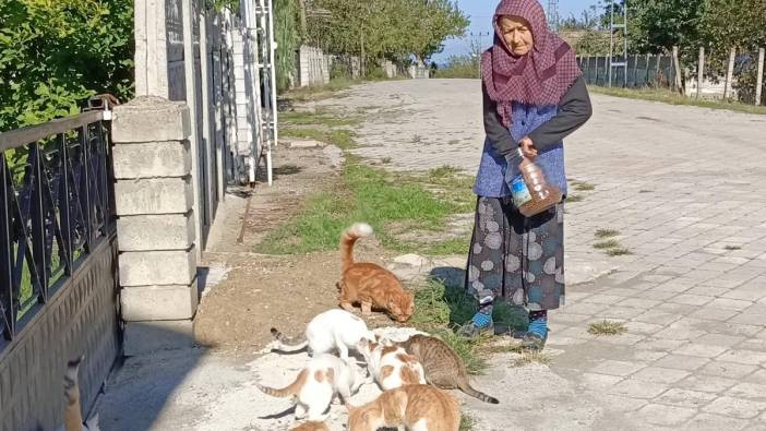 Yıllardır 50 kedi ile yaşıyor! Oğlunun verdiği para ile hepsini onlara harcıyor